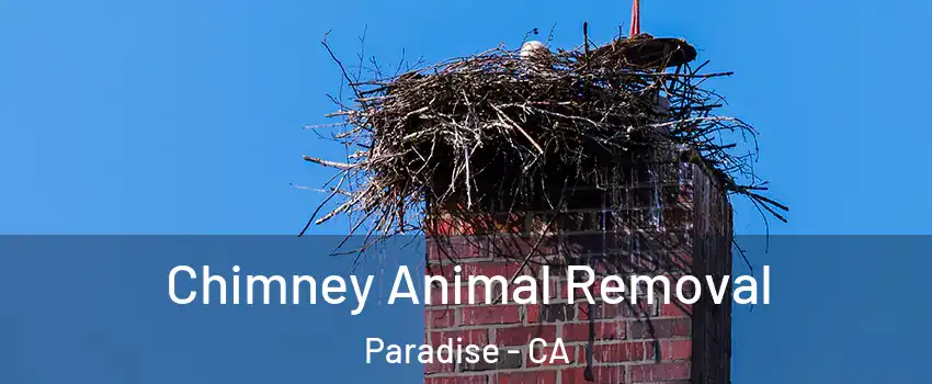 Chimney Animal Removal Paradise - CA