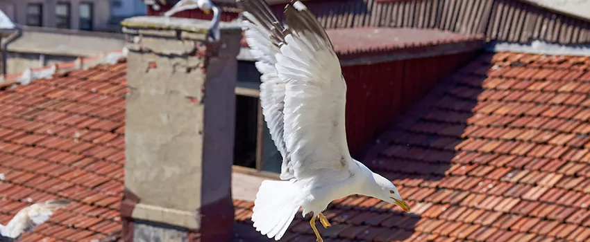 Residential Chimney Animal Removal Solution in Paradise, CA