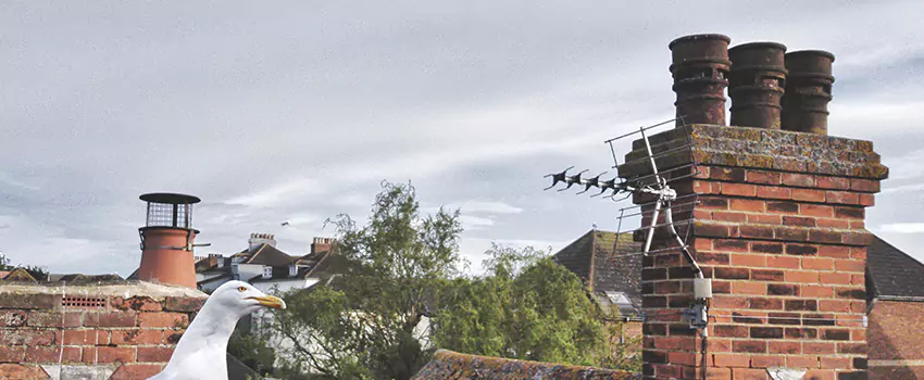 Chimney Cleaning And Restoration in Paradise, California